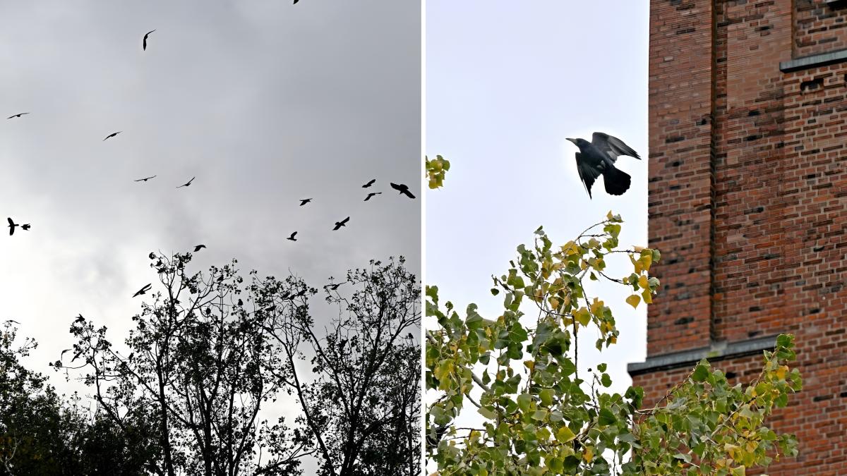 „Psychisch belastend“: Diese Tiere bringen Anwohner in Augsburg um den ...
