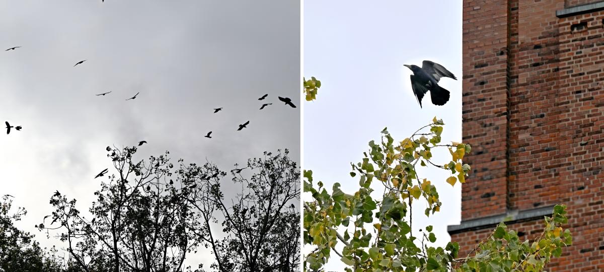Immer mehr Krähen in Augsburg: Anwohner klagen über Schmutz und „ohrenbetäubenden“ Lärm