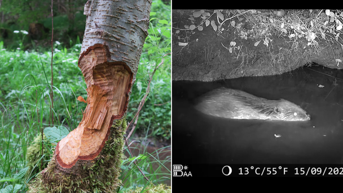 Beavers are increasingly causing trouble in the Augsburg district - what ...