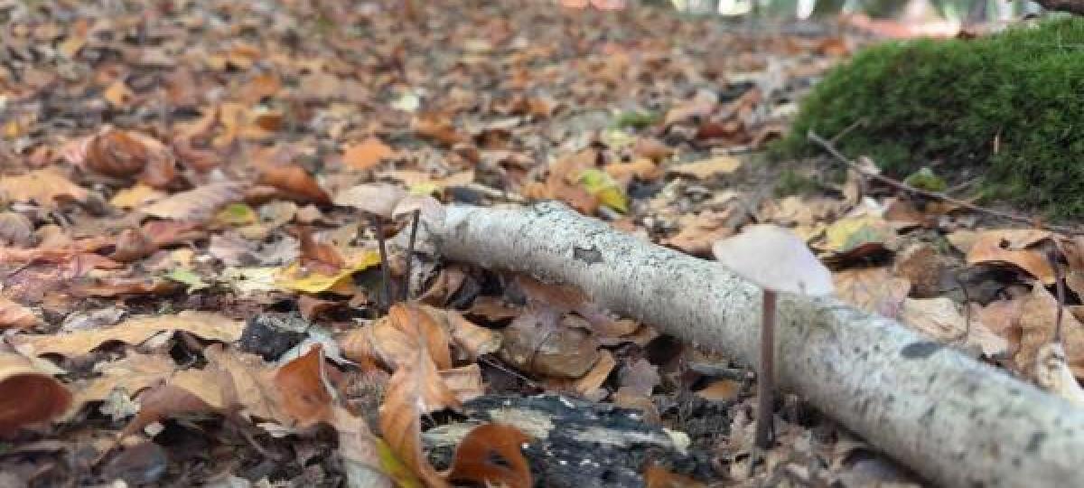 Wenig Pilze in den Wäldern: Trockenheit setzt der Pilzsaison zu