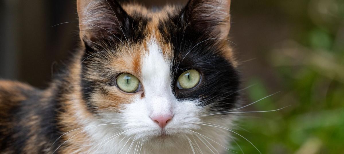 Katze durch Steinwurf verletzt? Ostallgäuer (85) bestreitet die Vorwürfe
