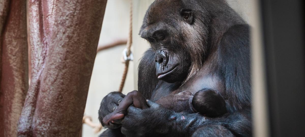 Nah bei Mama: Wie das Gorilla-Baby Xola im Zoo Basel die Herzen berührt