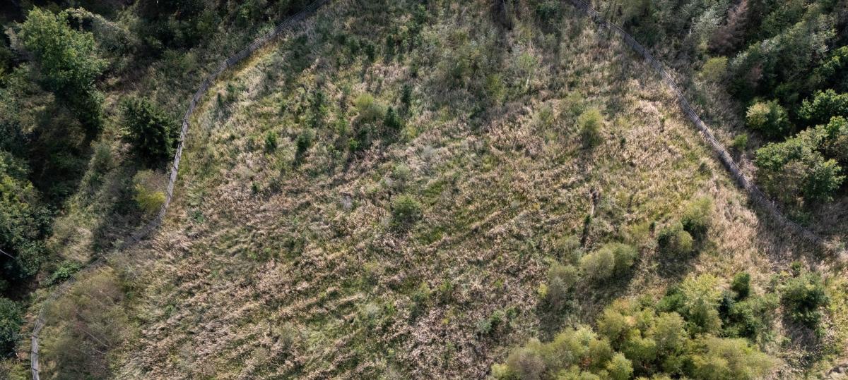 Unbekannter sägt bei Kirchhaslach 40 junge Bäume ab