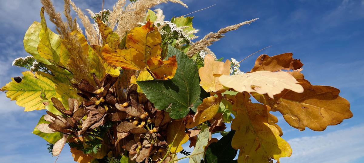 Deko oder Pilze sammeln, Sport unter Bäumen? Was man im Wald darf – und was nicht