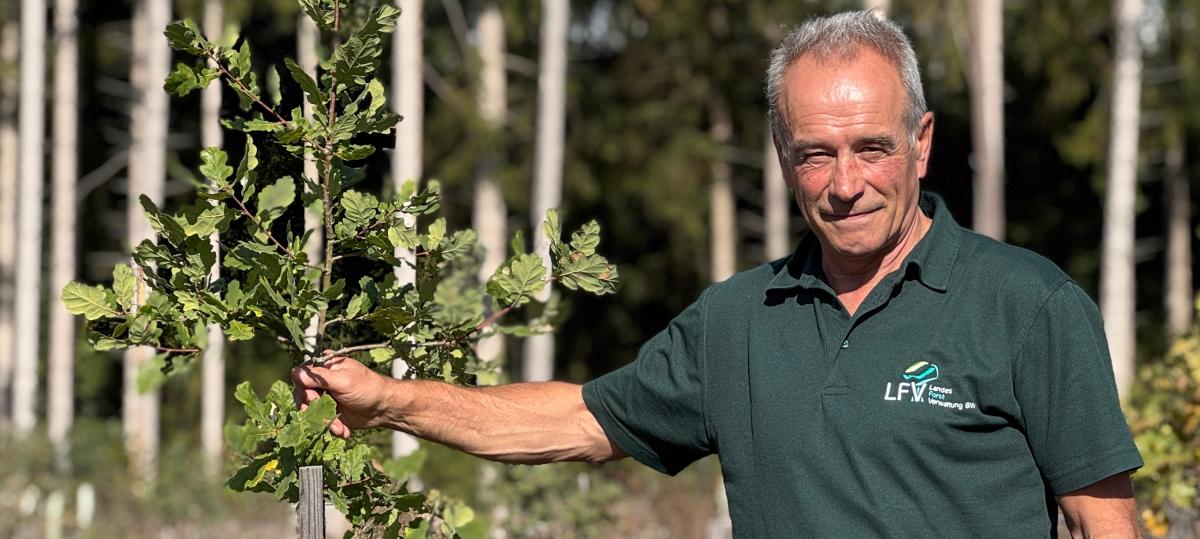 „Die Fichte hat hier keine Zukunft mehr“: Aber dieser Förster aus dem Schwarzwald sieht eine Chance