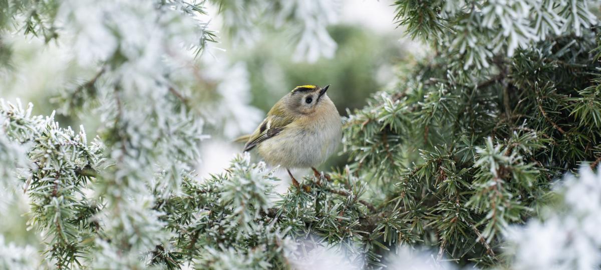 Weiße Weihnachten in Bayern? Wie hoch die Chancen wirklich stehen