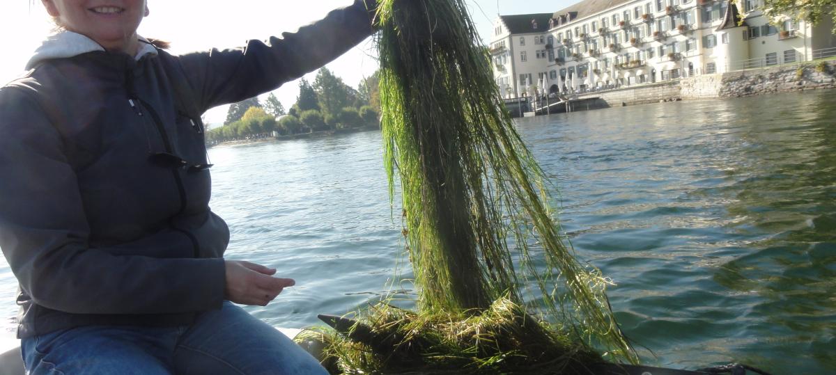 Diese Pflanze staut den Obersee an – eine Gefahr ist sie aber nicht