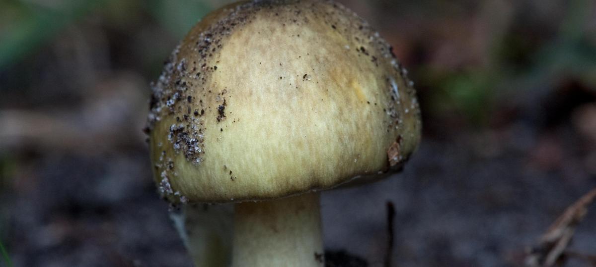 Vorsicht beim Pilzesammeln: Auch in Unterfranken macht sich der Falsche Wiesenchampignon breit