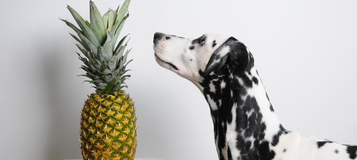 Dürfen Hunde Ananas fressen?