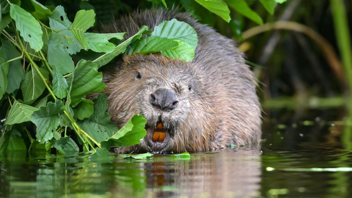 Munich District: Schäftlarn tackles beavers with ultrasound