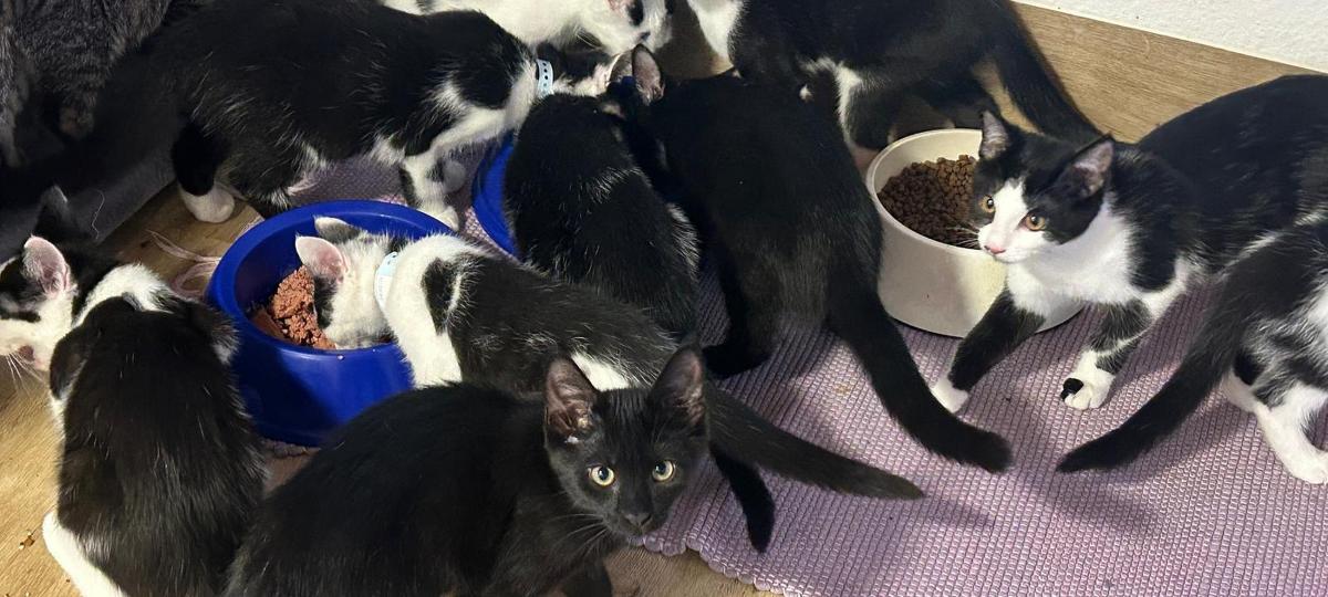 Tierheime am Limit: Behörden schlagen Alarm wegen explodierender Katzen- und Hunde-Zahlen