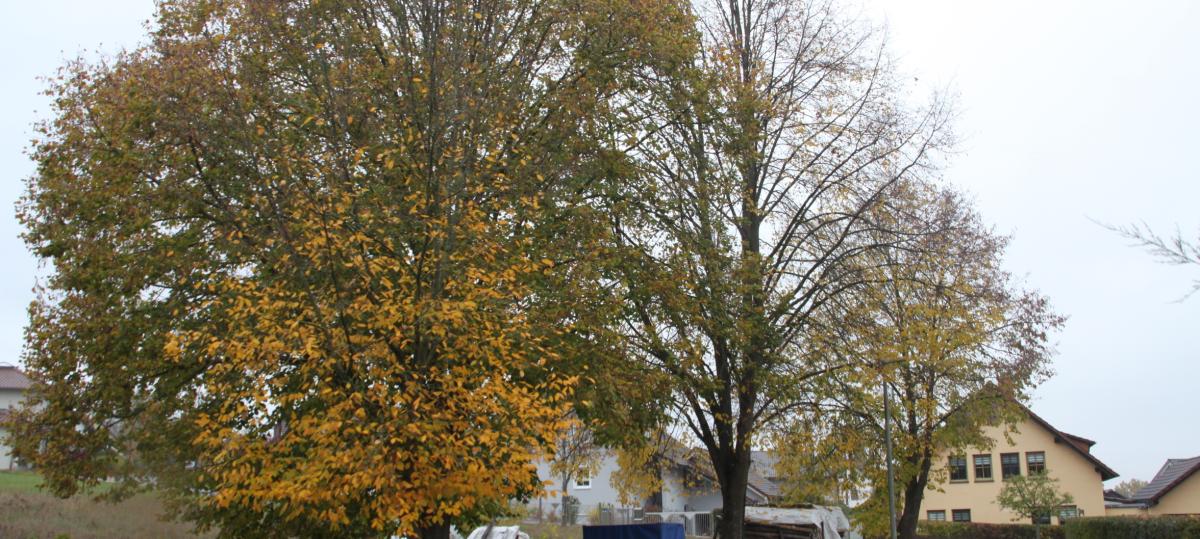 Bauausschuss Altenkunstadt: Linden in Bürgermeister-Hermannsdörfer Straße werden nicht gefällt