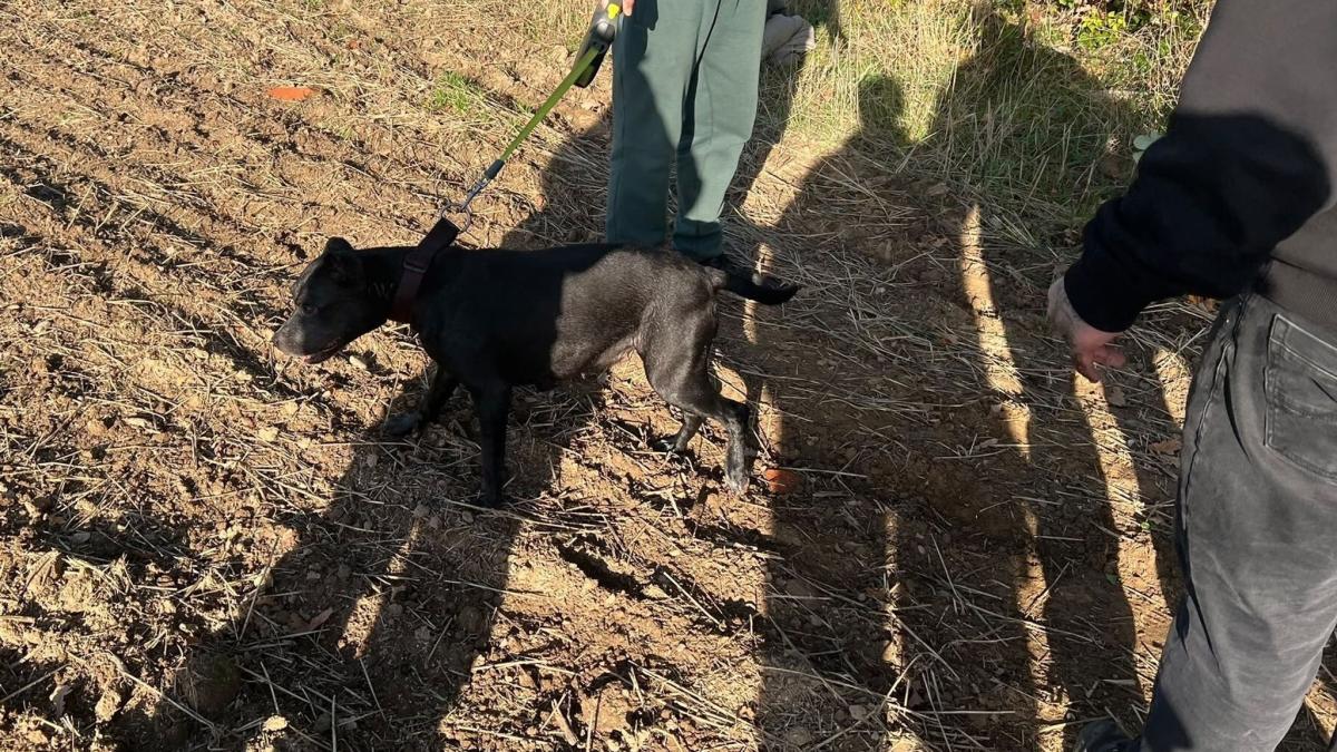 Beim Gassigehen verschwunden: Hund aus vier Meter tiefem Schacht gerettet